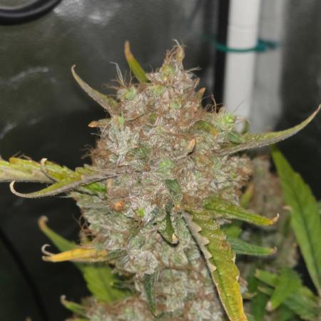 Bruce Banner Auto