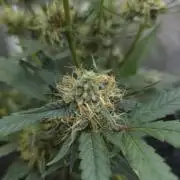 Bruce Banner Auto
