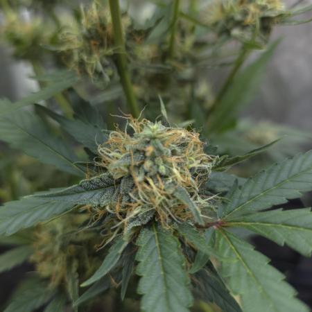 Bruce Banner Auto
