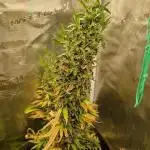 Papaya Zoap Auto
