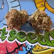 Bruce Banner Auto