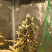Tropicana Cookies Automatic