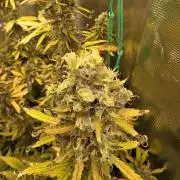 Purple Haze Automatic