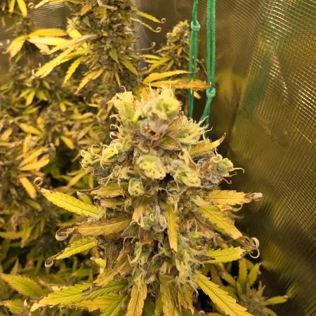 Purple Haze Automatic