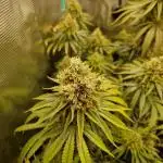 Orange bud 2.0