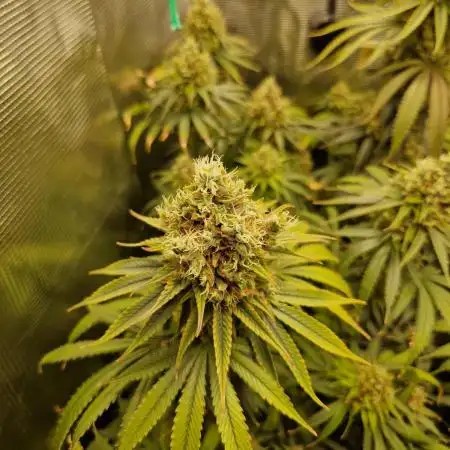 Orange bud 2.0