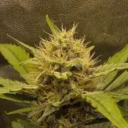 Bruce Banner Auto