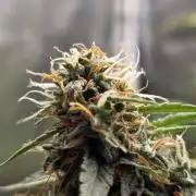 [2nd Run] Sweet Cheese Auto