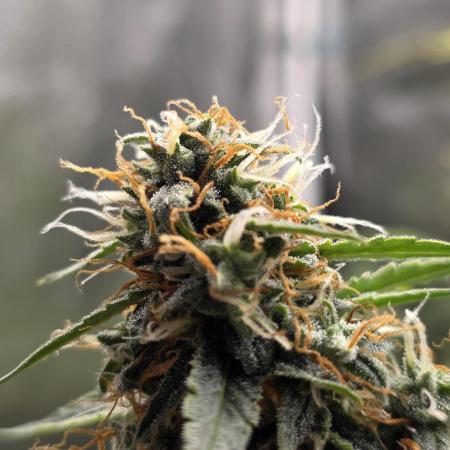 [2nd Run] Sweet Cheese Auto
