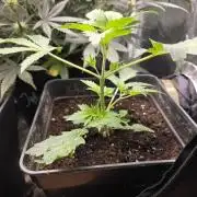 Orange Apricot Glue XL Auto