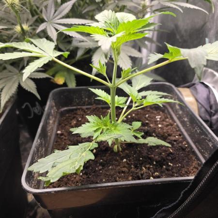 Orange Apricot Glue XL Auto