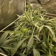 Orange Apricot Glue XL Auto