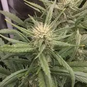 Orange Apricot Glue XL Auto