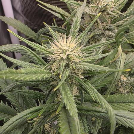 Orange Apricot Glue XL Auto