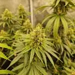 Orange bud 2.0