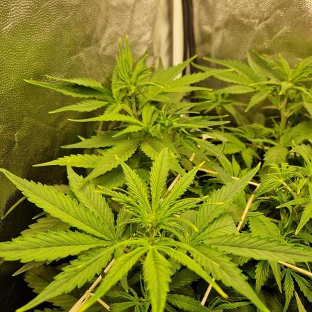 Purple Haze Automatic