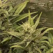 Orange Apricot Glue XL Auto