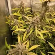 Solar Panel Automatic