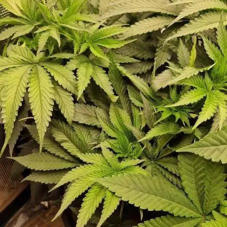 Ice cream haze