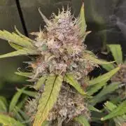 Bruce Banner Auto
