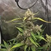 Bruce Banner Auto