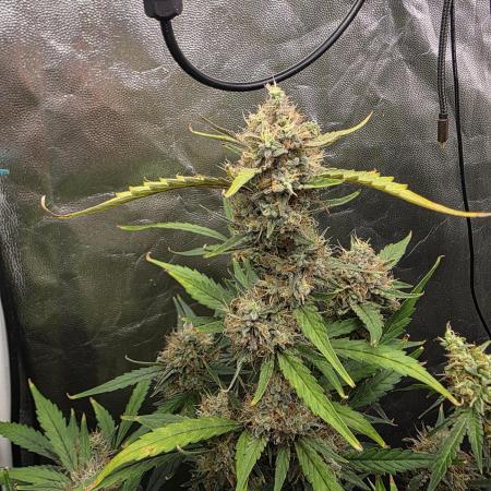 Bruce Banner Auto