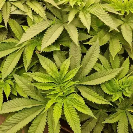 Orange bud 2.0