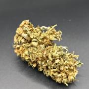 Papaya Zoap Auto