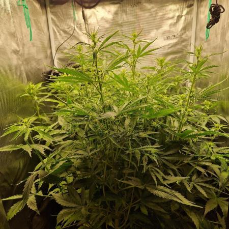 Tropicana Cookies Automatic