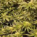 Orange bud 2.0