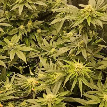 Orange bud 2.0