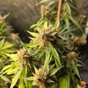 [2nd Run] Sweet Cheese Auto