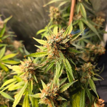 [2nd Run] Sweet Cheese Auto