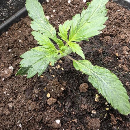 Orange Apricot Glue XL Auto