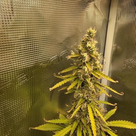 Tropicana Cookies Automatic