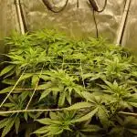 Tropicana Cookies Automatic