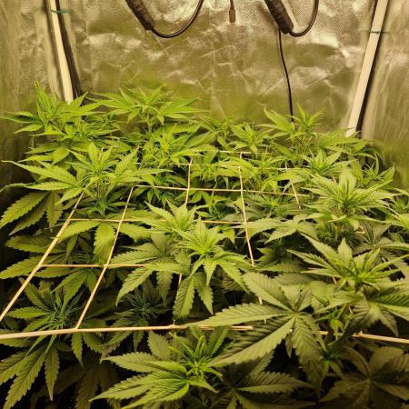 Tropicana Cookies Automatic