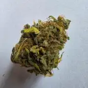 Orange Apricot Glue XL Auto