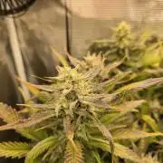 Orange Apricot Glue XL Auto