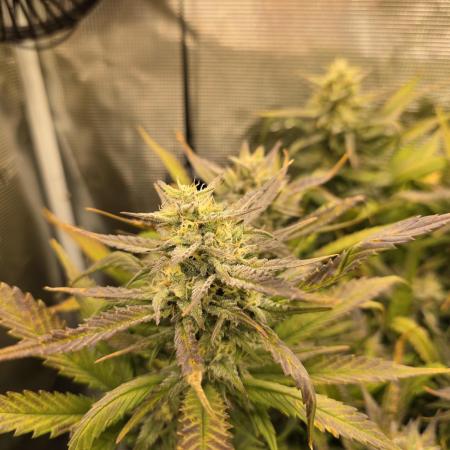 Orange Apricot Glue XL Auto