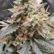 [2nd run] Green Crack Automatic