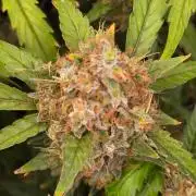 Bruce Banner Auto