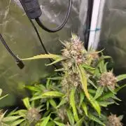 Bruce Banner Auto