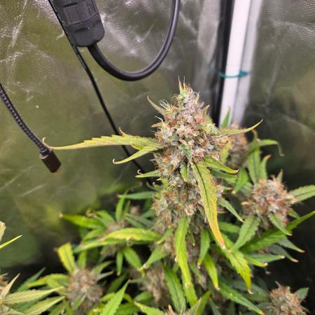 Bruce Banner Auto