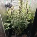 Tropicana Cookies Automatic