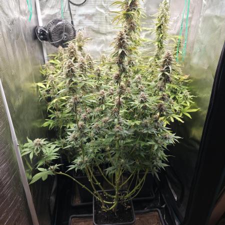 Tropicana Cookies Automatic