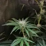 Ice cream haze