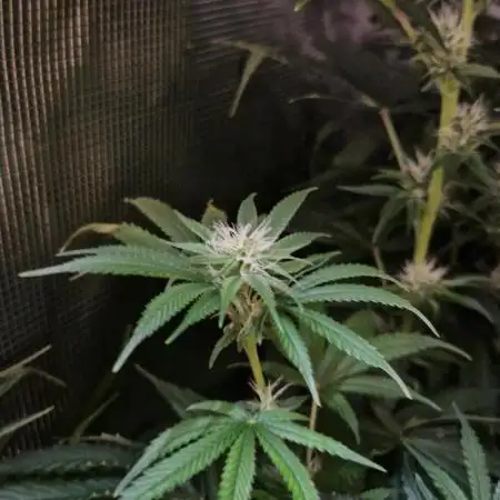 Ice cream haze