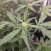 Bruce Banner Auto