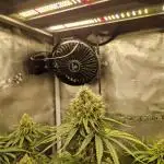 Ice cream haze